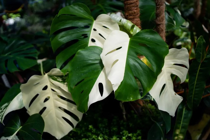VARIEGATED PLANTS