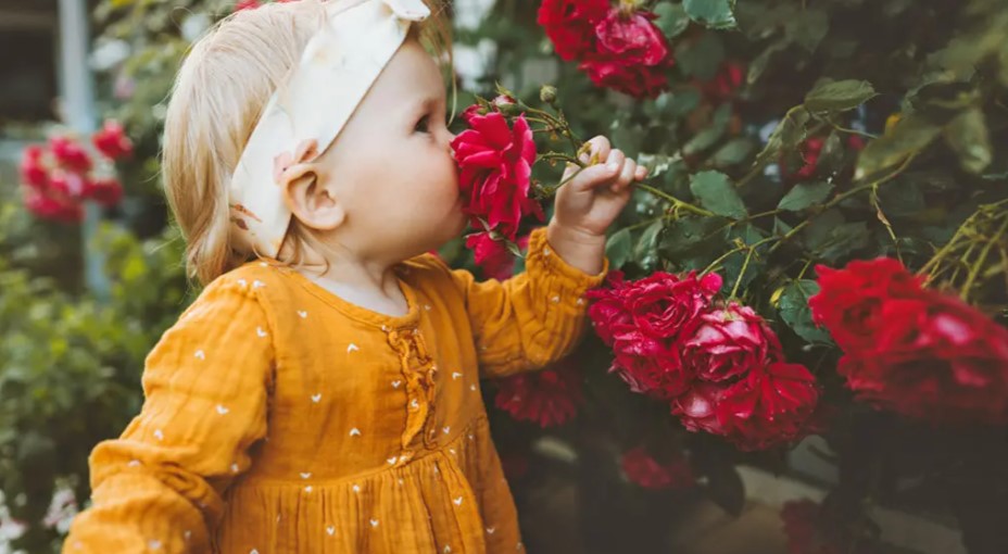 ROSES