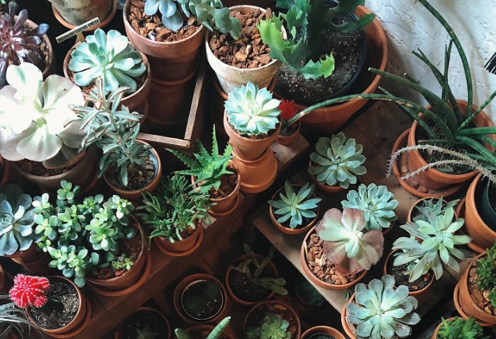SUCCULENTS