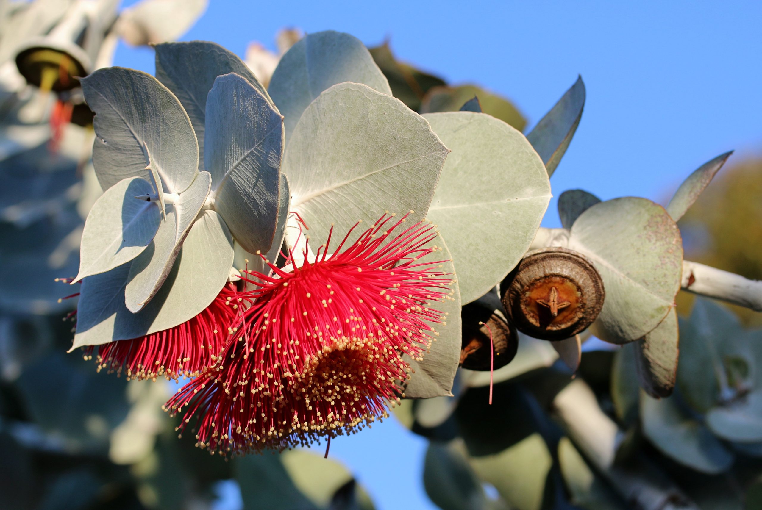 Silver Princess Eucalypt